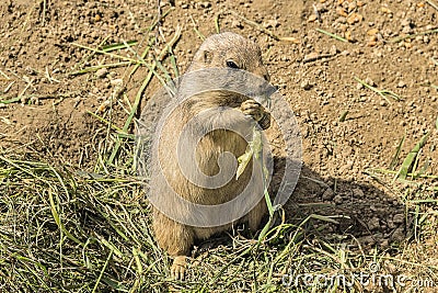 Closeup gopher eating in his paws salad