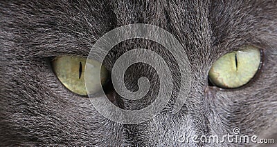 Closeup of gray cat with green eyes.