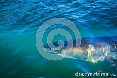 Closeup great white shark s head and mouth circling diver s cage