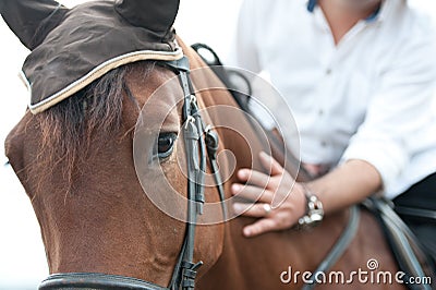 Closeup of a horse head with detail on the eye and on rider hand. harnessed horse being lead - close up details. a stallion horse