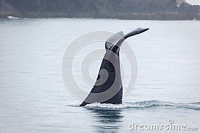 Closeup of humpback whale fluke disappearing in frigid Alaskan waters