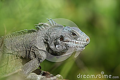 Closeup of an iguana