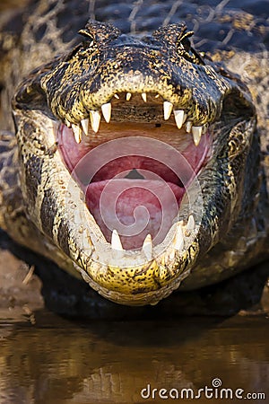 Closeup Inside A Caimans Mouth and Throat