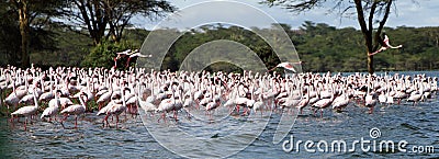 Closeup of the Lesser Flamingos