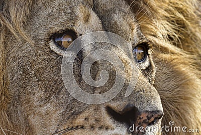 Closeup of male lion