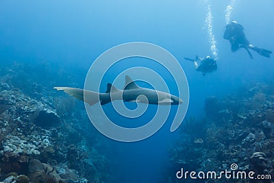 Closeup of nurse shark swimming above coral reef in Shark Alley Belize with divers nearby.