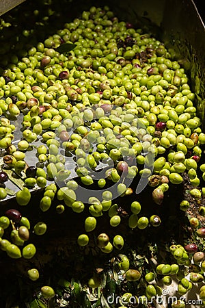 Closeup of olives in a olive oil machine
