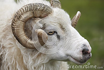 Closeup of one Icelandic Big Horn Sheep. Seydisfjordur.