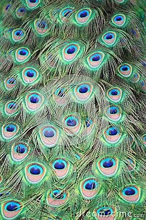 Closeup a peacock feathers (Pavo cristatus)