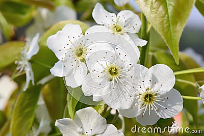 Closeup of pear blossoms