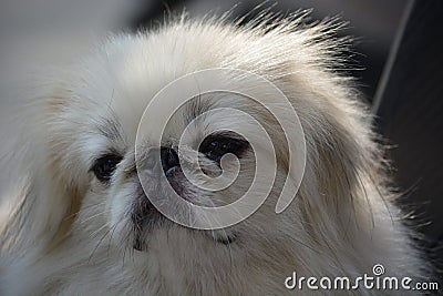 Closeup photo of white Pekingese dog