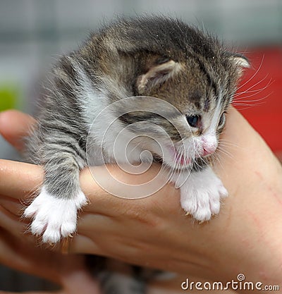 Closeup picture of hands holding little kitty.