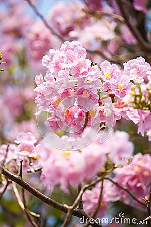 Closeup of pink trumpet flower