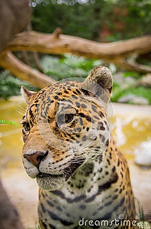Closeup portrait of beautiful jaguar outdoors