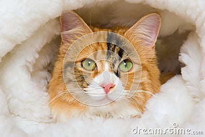 Closeup portrait of Calico cat in fur bed