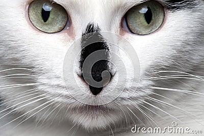 Closeup portrait white cat with black nose