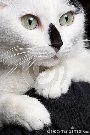 Closeup portrait white cat with black nose