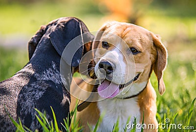 Closeup portraits two playing dogs in green grass