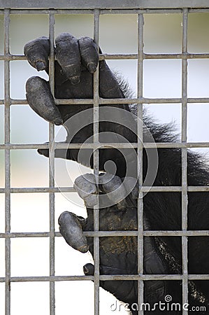 Closeup primates hands