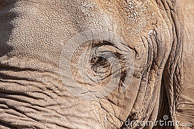 Closeup of a rough skinned elephant face