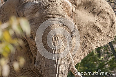 Closeup of a rough skinned elephant face