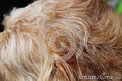 Closeup of a shaggy dogs fur