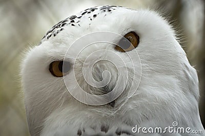 Closeup snow owl with big eye