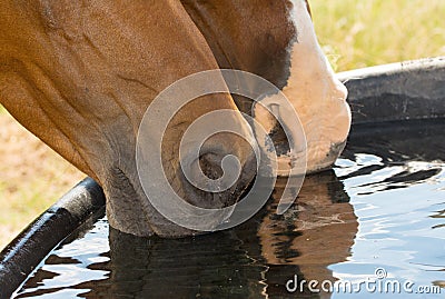 Closeup of two horses with their muzzles in water