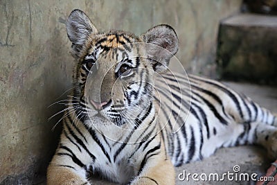 Closeup of a two year old Siberian Tiger Cub