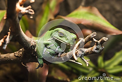 Closeup of an Ugly Frog