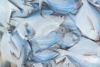Closeup variety of fresh fish seafood