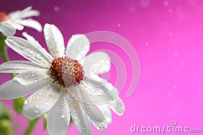 Fresh white daisy on pink background