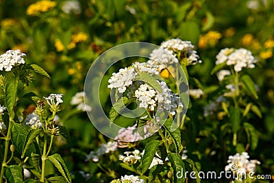 Cloth of Gold flower (Lantana camara)