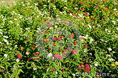 Cloth of Gold flower (Lantana camara)