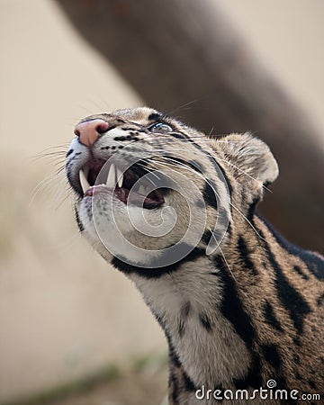 Clouded Leopard