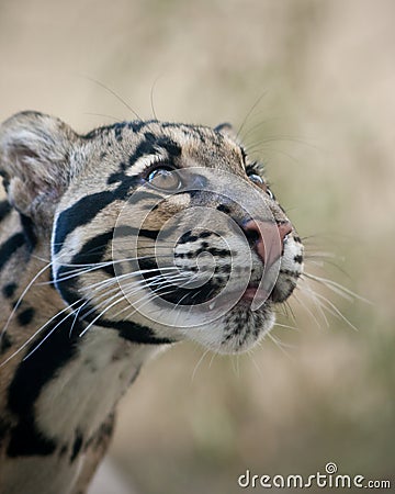 Clouded Leopard