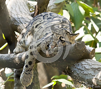 Clouded Leopard