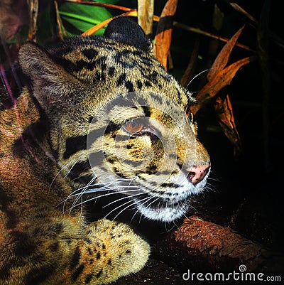 Clouded leopard