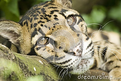 Clouded Leopard