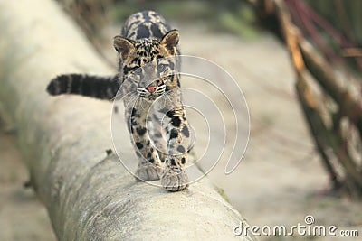 Clouded leopard juvenile