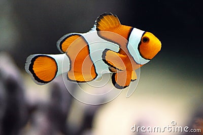 Clown fish or Clown anemonefish - Amphiprion percu