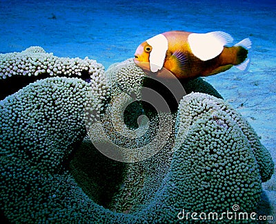 Clown fish