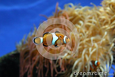 Clown fish