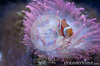 Clown fish