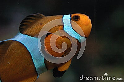 Clown Fish