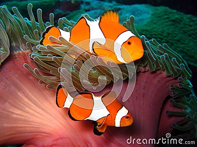 Clown Fish