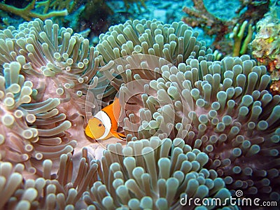 Clown Fish