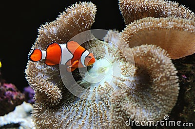 Clown fish