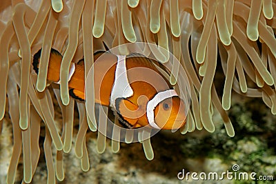 Clown fish and anemone