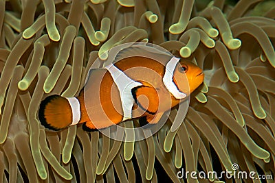 Clown fish and anemone